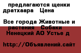 предлагаются щенки дратхаара › Цена ­ 20 000 - Все города Животные и растения » Собаки   . Ненецкий АО,Устье д.